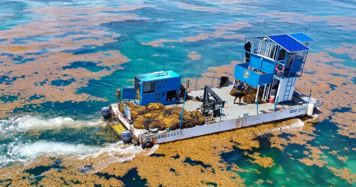 Tulum's Sargassum Fight: Navy Budget Boosts Cleanup Efforts
