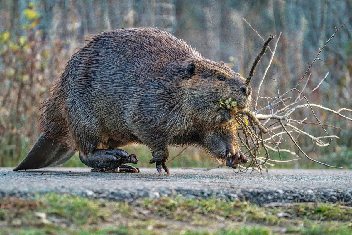 Beaver Fest 2026: A Unique Celebration You Can’t Miss