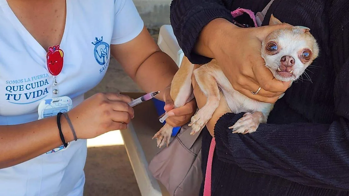 Acámbaro Launches Free Rabies Vaccination Campaign for Pets