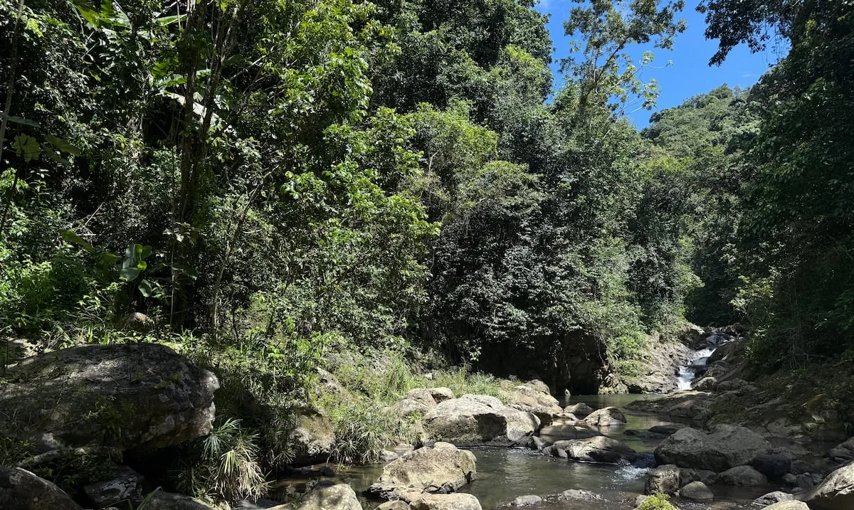 Local Leaders Aim to Revitalize Maricao State Forest Trails