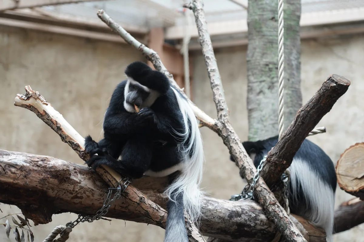 Calgary Zoo and Parks Partner Up to Give Urban Tree Waste a Second Life