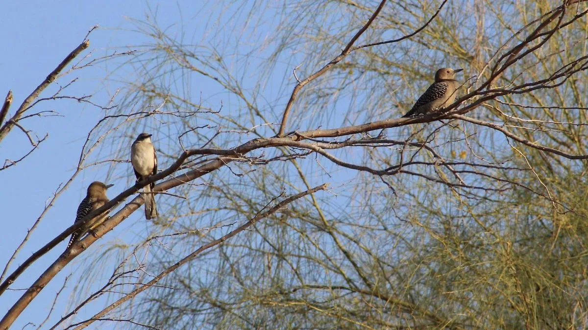 Los Cabos Set for Avian Festival: A Bird Lover’s Must-Visit Event