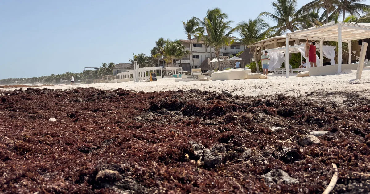 Tulum Hotels Keep Their Doors Open Despite Sargassum Season