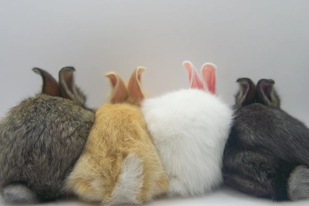 East Harlem Gains a Fluffy New Spot: The Carrot Cup Cafe