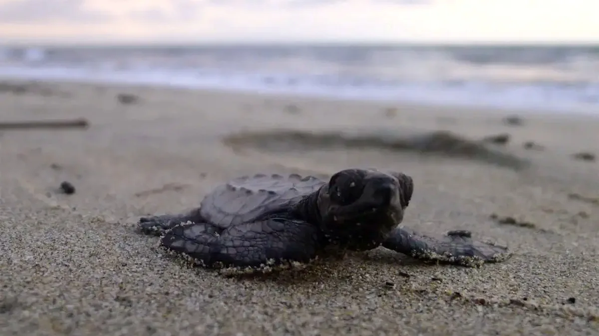 Puerto Vallarta Invites Families to Enjoy Sea Turtle Releases at Holi Beach