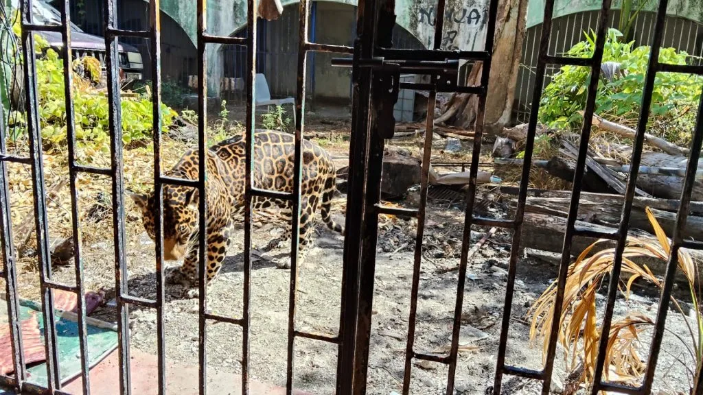 Pepe Tigre's Jaguar Raises Concerns in Cancún