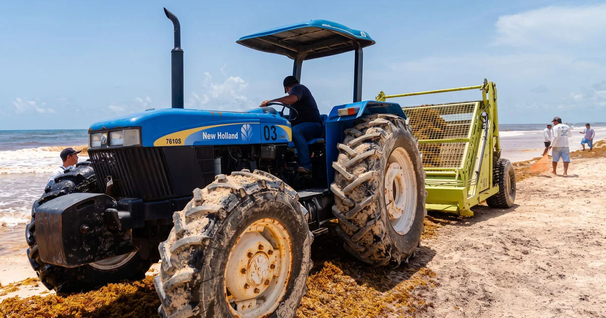 Tulum's Beaches Hold On: Sargassum Cleanup Avoids Heavy Machinery Damage