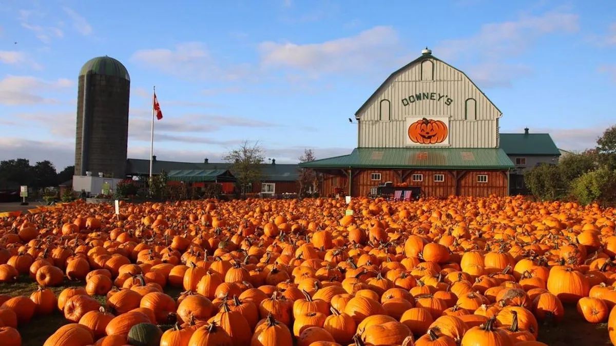 21 Fall Activities to Enjoy in Toronto