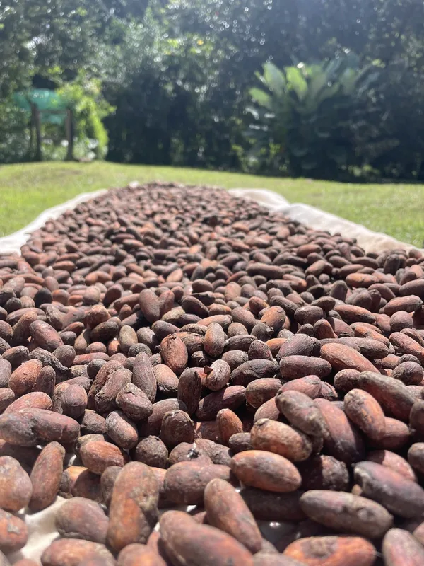 The Evolving Taste of Cacao at Finca Las Heliconias