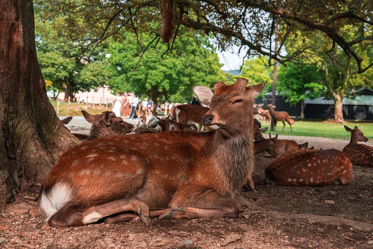 Indonesian Tourists Apologise for Taking Plastic to Nara Park Deer