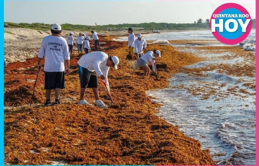 Puerto Morelos Sees First Formal Sargazo Fishing Initiative