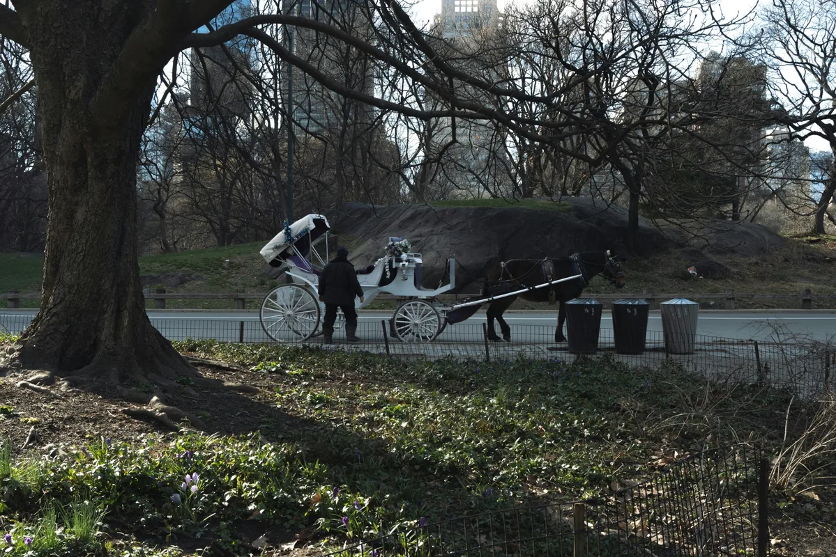 City Council and Mamdani Agree to Ban Horse-Drawn Carriages in Central Park