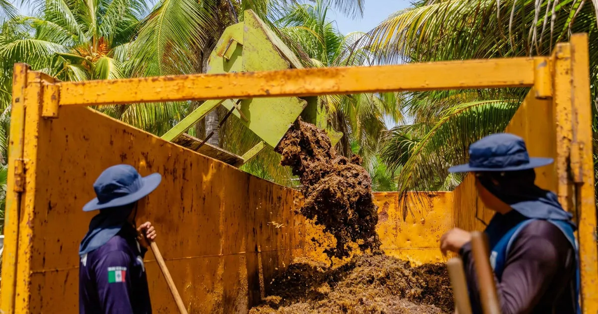 Sargassum Returns to Tulum's Coast: A Closer Look at the Red Alert