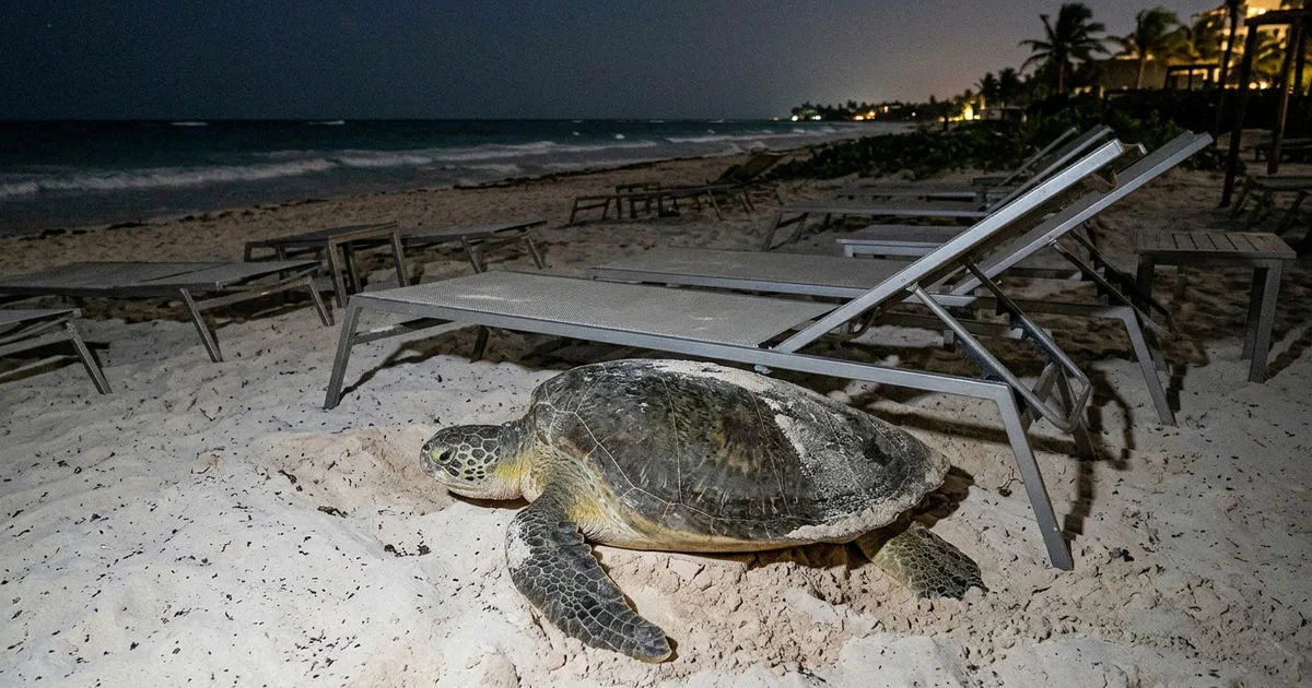 Tulum Turtle Nesting Spree: A Nighttime Battle Against Beach Furniture
