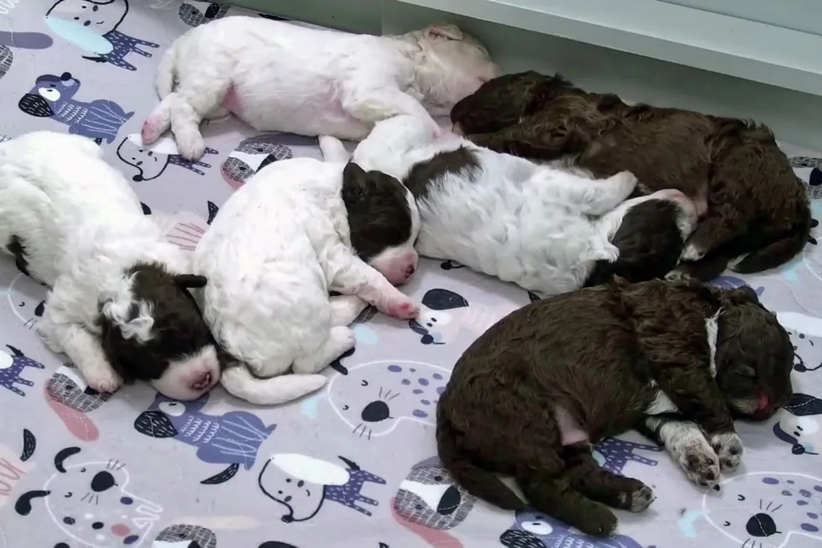 Puppy Power: 24/7 Livestreams to Boost Your Toronto Blues